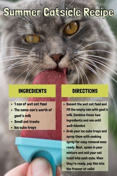 a cat is eating something out of a plastic container with the caption, summer catsicle recipe ingredients directions