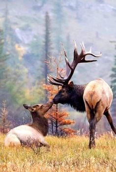 two large elk standing next to each other on a grass covered field with trees in the background