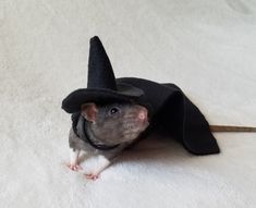 a mouse wearing a black hat on top of a bed