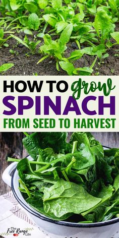 spinach in a bowl with the title how to grow spinach from seed to harvest