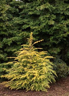 a yellow tree in front of some green trees