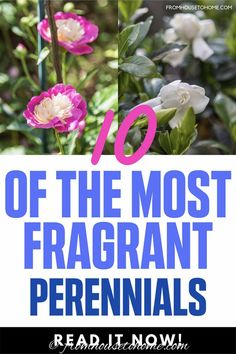 Fragrant Flowers: 10 Perennial Plants With The Most Beautiful Scent