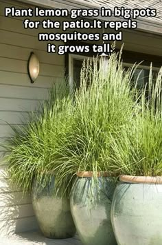 two large planters with grass growing out of them