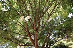 paper plates stuck to the branches of a tree