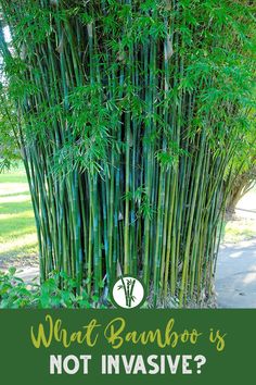 what bamboo is not invisable?