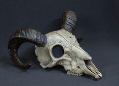 an animal's skull with long horns on a black background