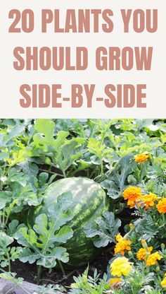 watermelon growing in the garden with text overlay that reads 20 plants you should grow side - by - side