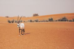 an antelope standing in the middle of a desert