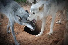 two gray wolfs are playing with each other in the dirt near a tree trunk