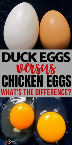 two eggs with the words duck eggs versus chicken eggs what's the difference?