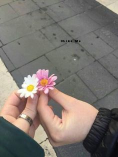 a person holding a small pink and white flower in their hand on the sidewalk next to a curb