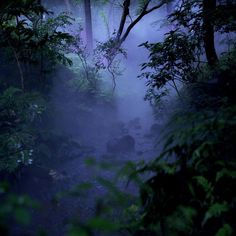 a foggy forest with trees and rocks in the foreground, on a dark night