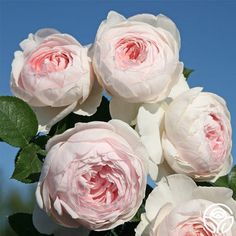 pink flowers are blooming in the sun on a sunny day with blue sky behind them