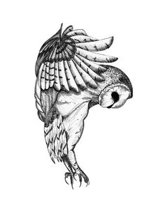 an owl flying with its wings spread