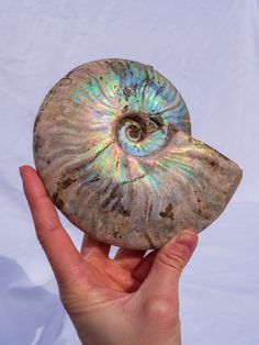 a hand holding a large shell in front of a white background with the image of an ammoneture