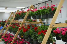 many potted flowers are lined up on wooden ladders in the middle of a room