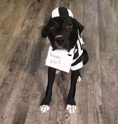 a black and white dog with a sign in its mouth