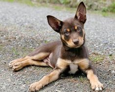 a brown and black dog laying on top of a gravel road next to grass covered ground