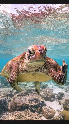 a sea turtle swimming in the ocean