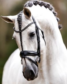 a white horse with braids on it's head