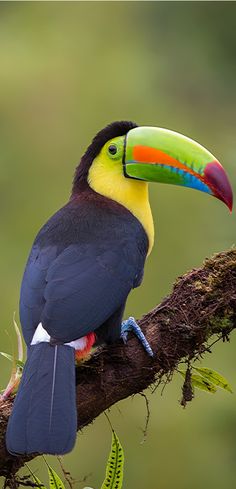 a colorful toucan perched on a branch