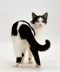 a black and white cat standing on its hind legs