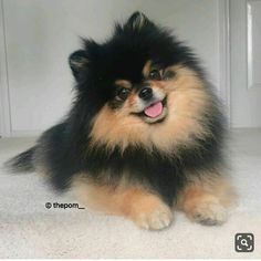 a small dog sitting on top of a white floor next to a wall with words written in spanish