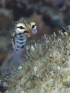 a close up of a small animal on a rocky surface