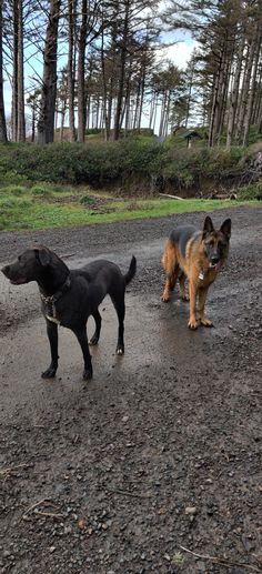 three dogs standing in the middle of a dirt and grass covered road next to trees