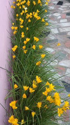 yellow flowers are growing next to a pink wall