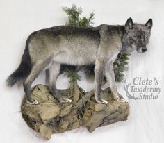 a stuffed wolf standing on top of a rock