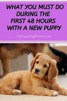 what you must do during the first 48 hours with a new puppy New Puppy Checklist, Puppy Checklist, First 48, Puppy Time, Puppy Mom, Puppy Training Tips, Getting A Puppy, Dog Care Tips, Training Your Puppy