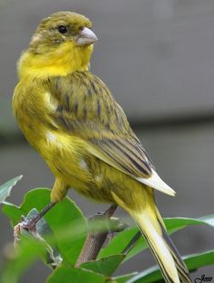 a yellow bird sitting on top of a tree branch