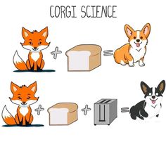 an image of corgi science with bread and dogs sitting around the toaster