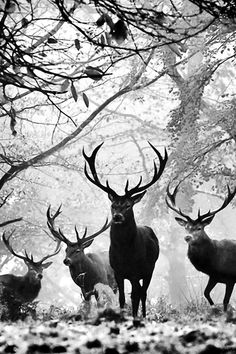 black and white photograph of four deer standing in the woods with their antlers spread wide