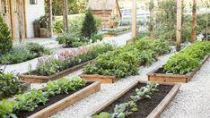 a garden filled with lots of different types of flowers and plants in wooden boxes next to each other