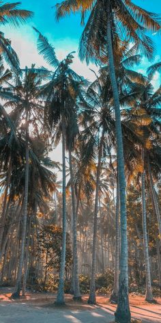 the sun shines through some palm trees