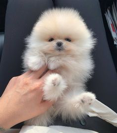 a person holding a small white dog in their lap