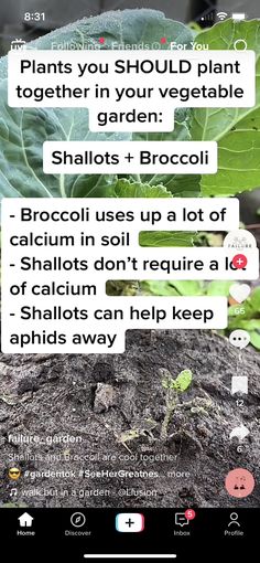 an image of plants that are in the ground with some texting on them to describe what