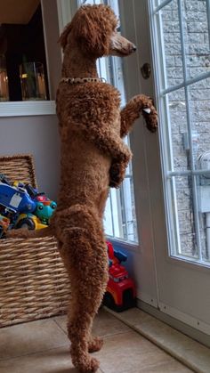 a brown poodle standing on its hind legs in front of a door and looking outside