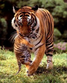 a large tiger walking across a lush green field