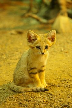 a small kitten sitting on top of a dirt field