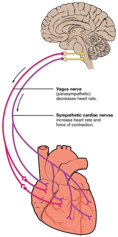 an image of the human heart and its major functions, including blood flow from the vein to the brain