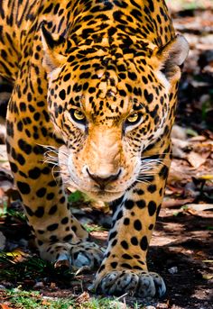 a close up of a leopard walking in the grass and dirt with leaves on the ground