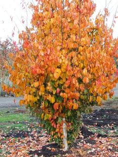 a small tree with orange leaves on the ground