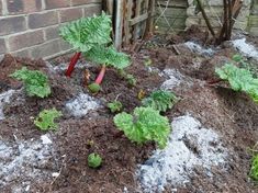 some plants are growing in the dirt by a brick wall with snow all over them