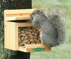 a squirrel eating peanuts out of a wooden bird feeder on a tree in the grass