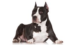 a black and white dog laying on the floor looking at the camera with an intense look