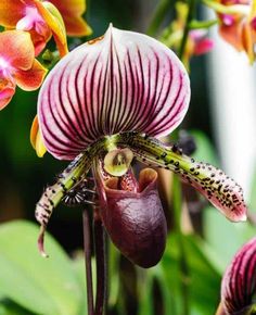 a close up of a flower with many flowers in the background