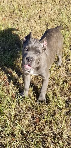 a small gray dog standing on top of a grass covered field